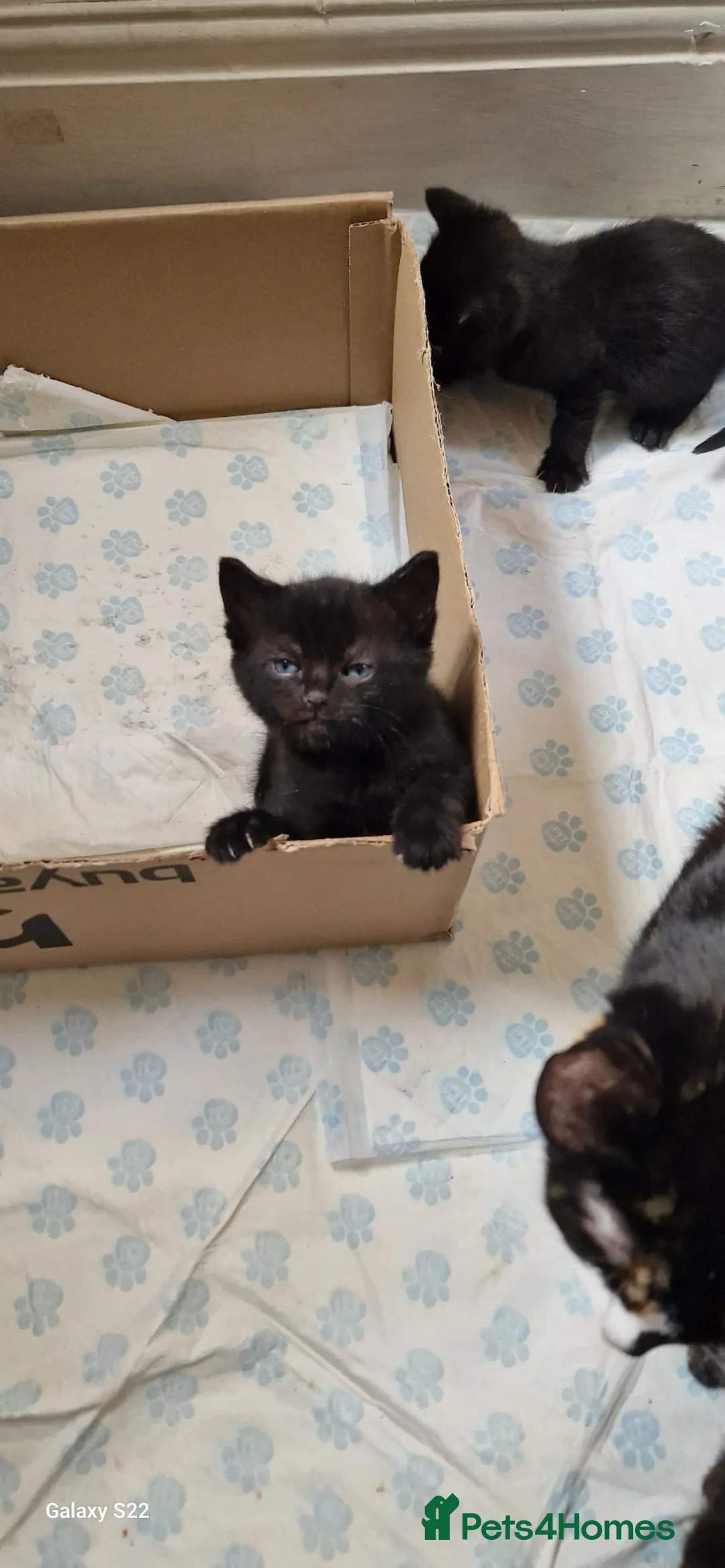 Domestic Shorthair cats for sale: Gorgeous kittens in Stoke-on-Trent - Advert 2