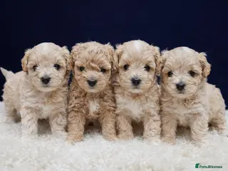 Maltipoo dogs F1B Maltipoo Puppies, Toy Size, Hypoallergenic, - Advert 5