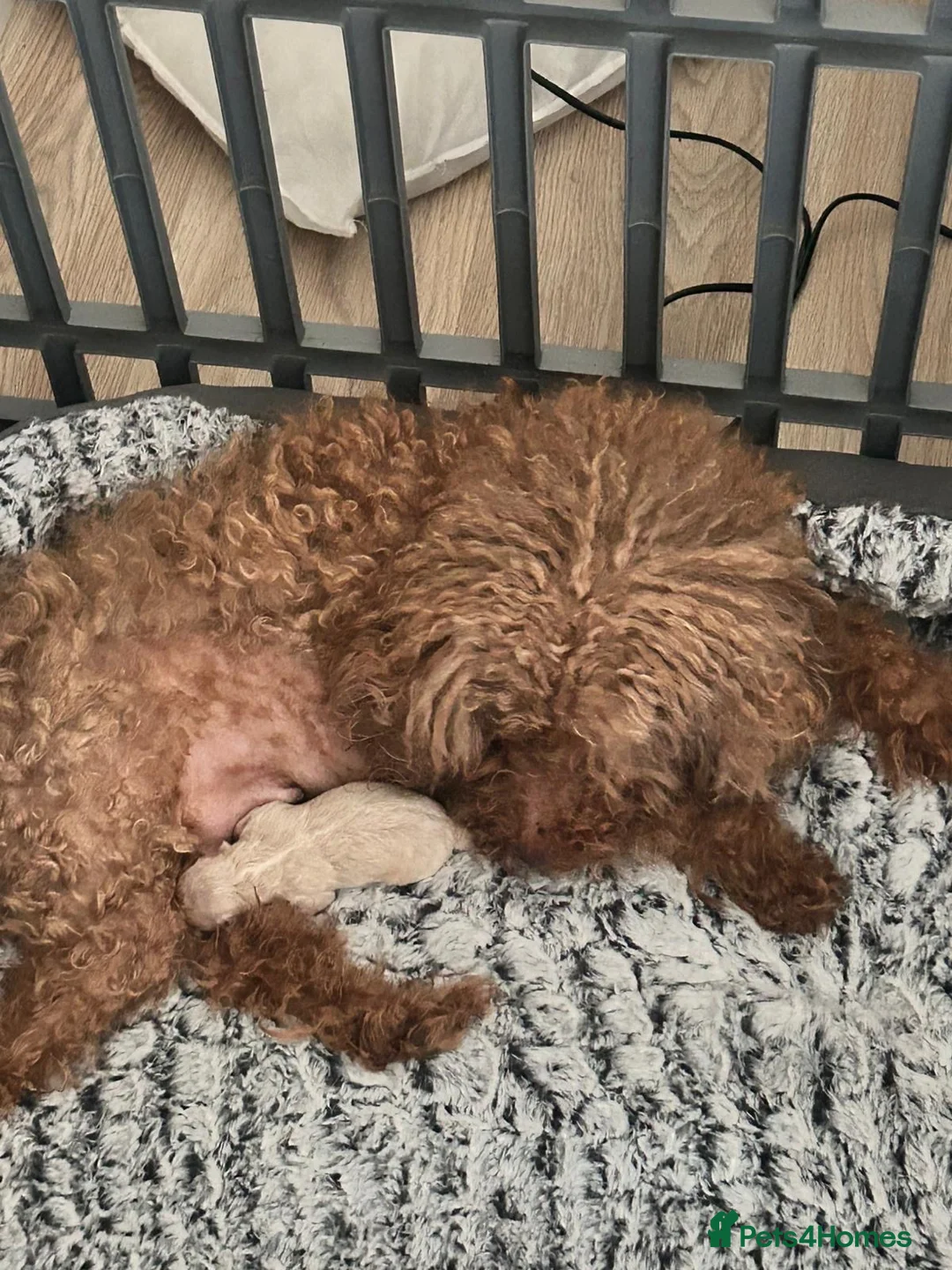 Maltipoo dogs for sale: Very tiny maltipoo  - Advert 2