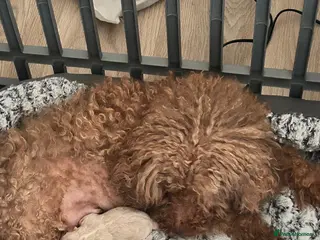 Maltipoo dogs Very tiny maltipoo - Advert 2