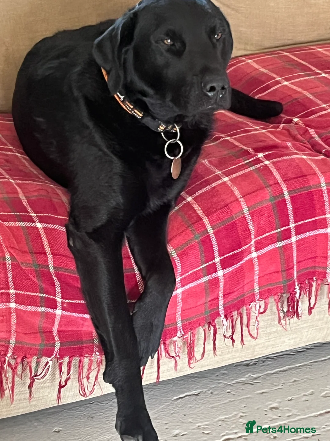 Labrador Retriever dogs for stud: Proven, KC Reg, fully health tested Labrador stud - Advert 11