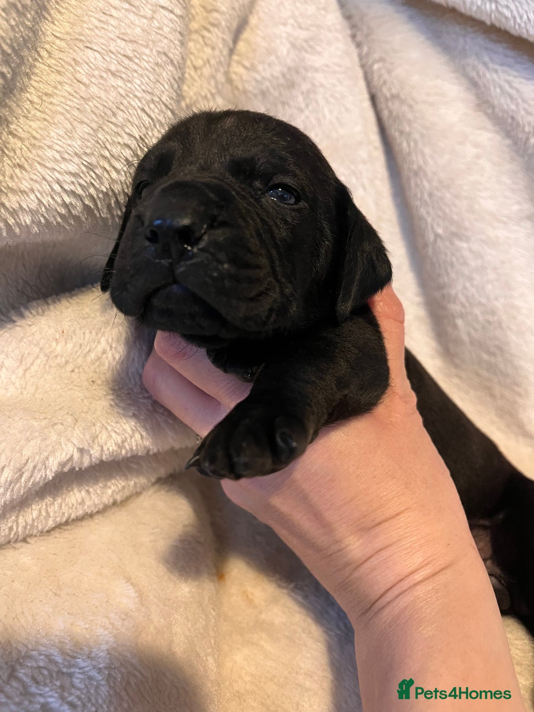 Cane Corso dogs for sale: Stunning Full Pedigree Cane Corso Puppies 🏆  - Advert 23