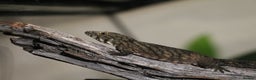Gecko reptiles for sale: Eurydactylodes Viellardi - Chameleon Gecko - Advert 5