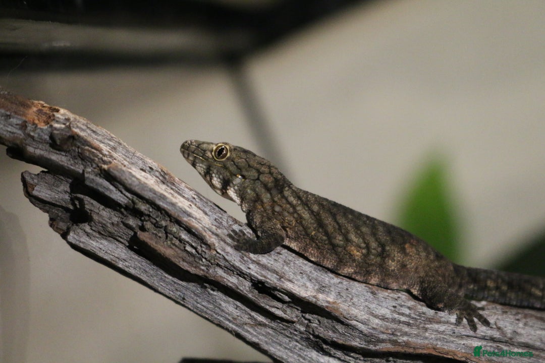 Gecko reptiles for sale: Eurydactylodes Viellardi - Chameleon Gecko - Image 13