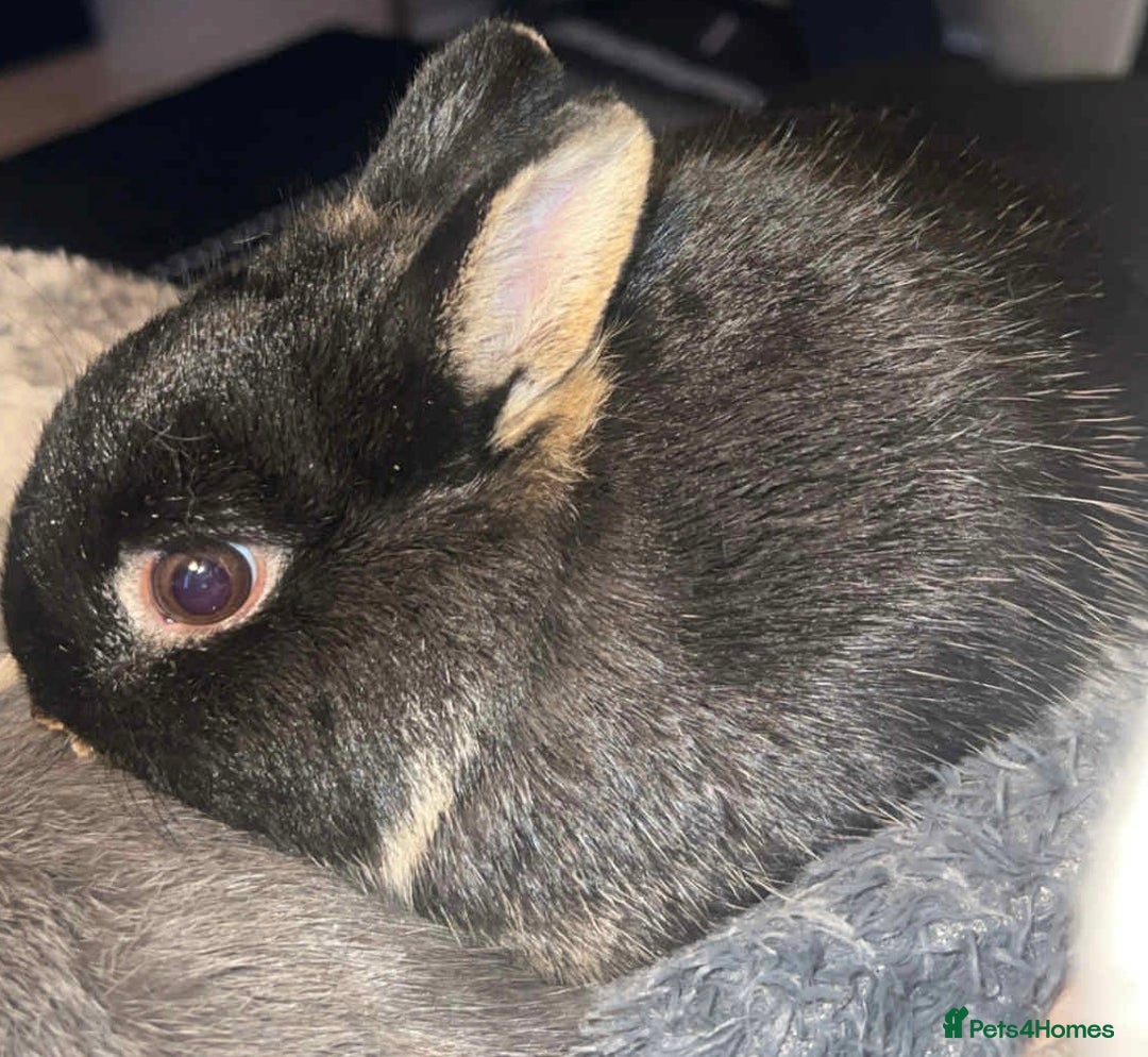 Netherland Dwarf rabbits for sale: Netherland dwarf bucks  - Advert 3