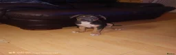 Mixed Breed dogs for sale: Amazing playful puppies  - Advert 7