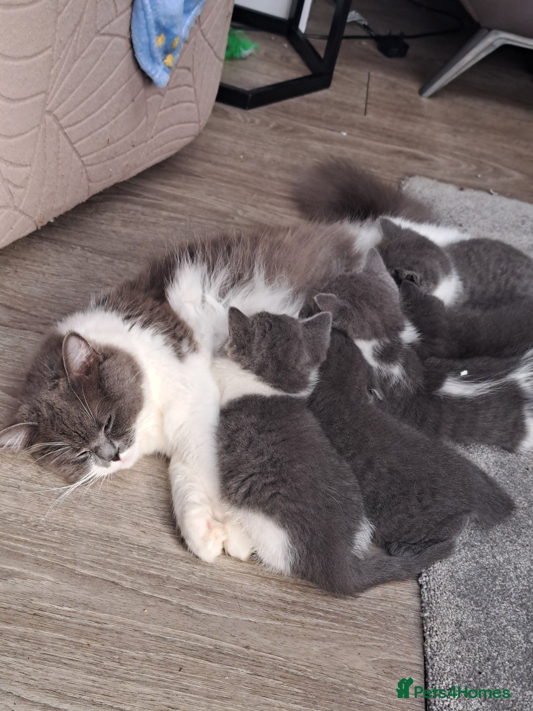 British Longhair cats for sale: Beautiful British longhair kittens  - Image 1