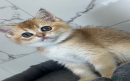 British Shorthair cats for sale: Last 2 adorable boys looking for a loving family  - Image 14