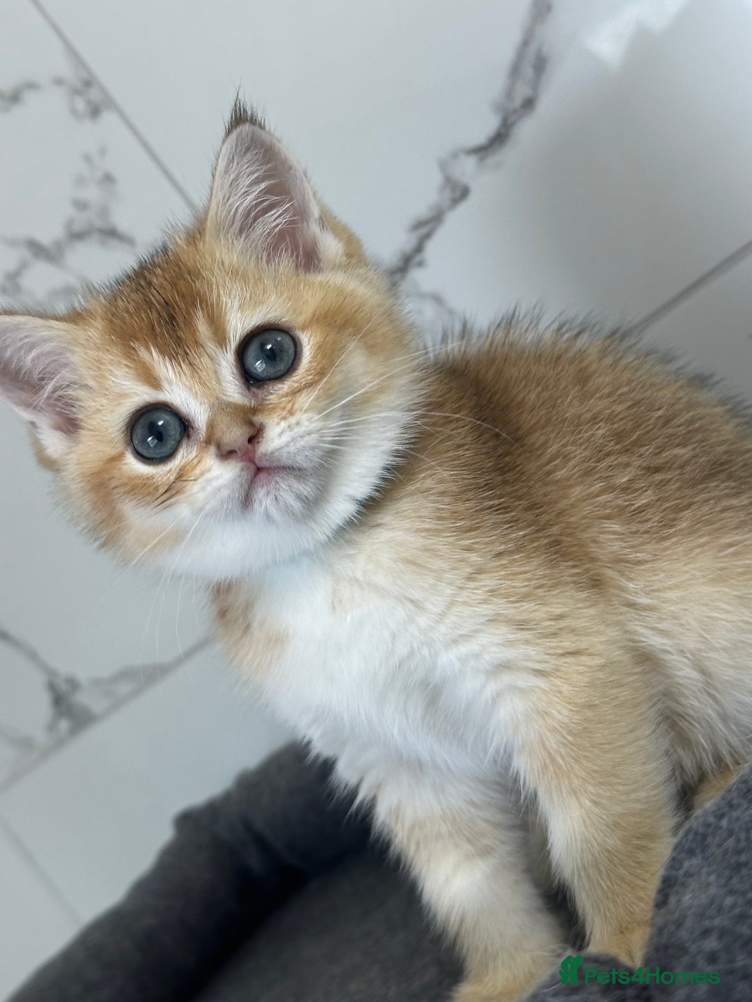 British Shorthair cats for sale: Last 2 adorable boys looking for a loving family  - Image 14