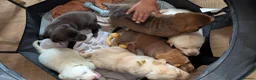 Labrador Retriever dogs for sale: Labrador Retriever amazing puppies to take home - Advert 10