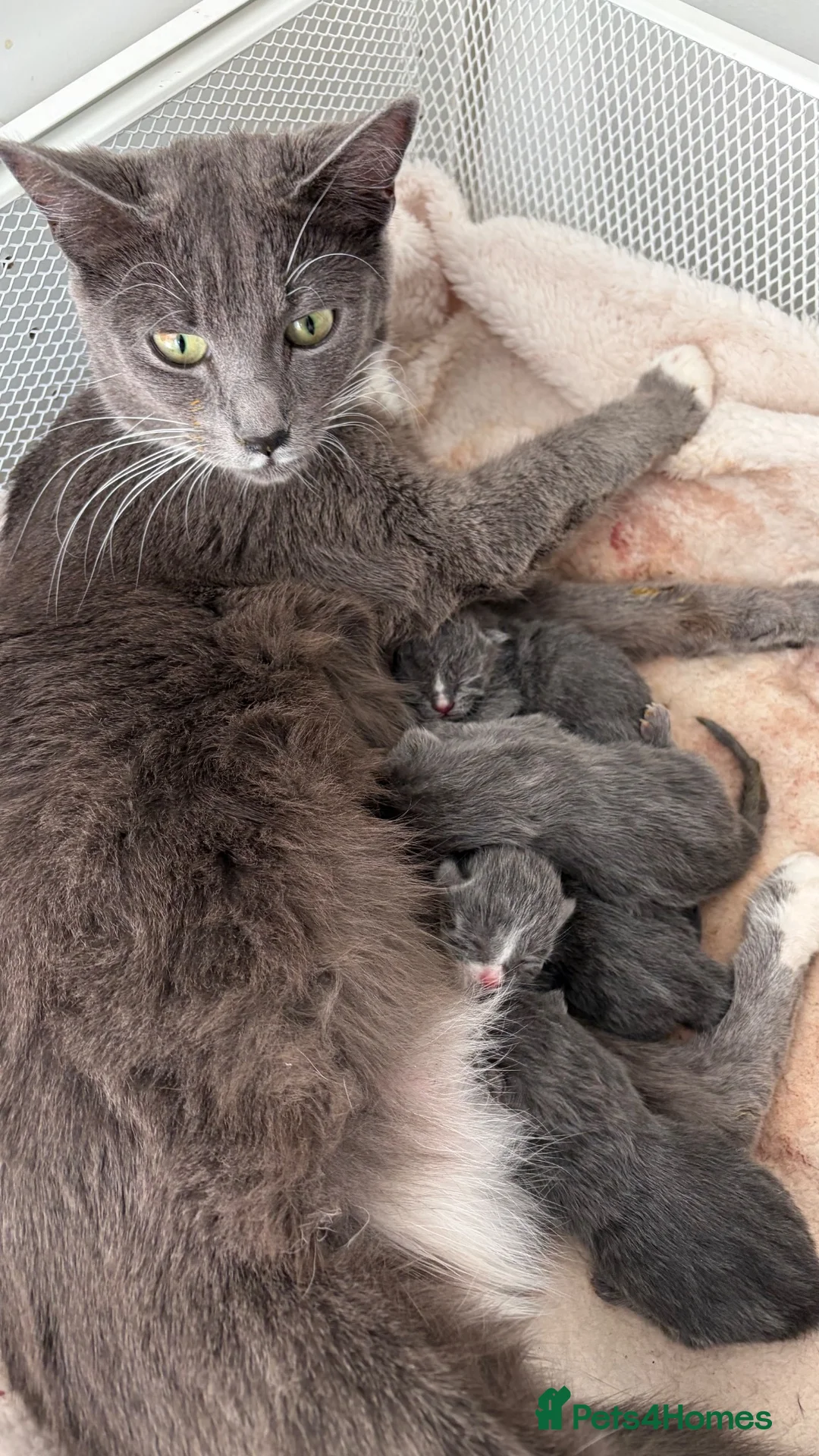Mixed Breed cats for sale: 1 male grey kitten  - Advert 2