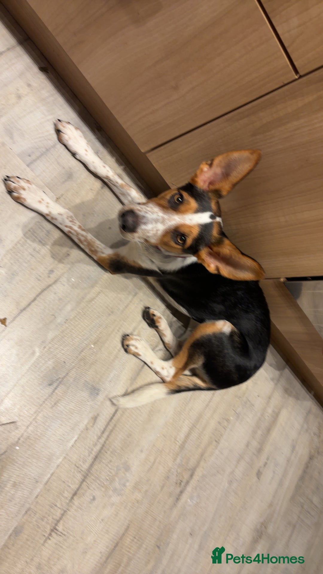 Mixed Breed dogs for sale: Bonnie - Advert 2