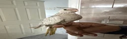 Cockatiels birds for sale: 6 baby cockatiels  - Advert 4