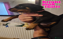 Rottweiler dogs for sale: ROTTWEILER PUPPIES - Image 9