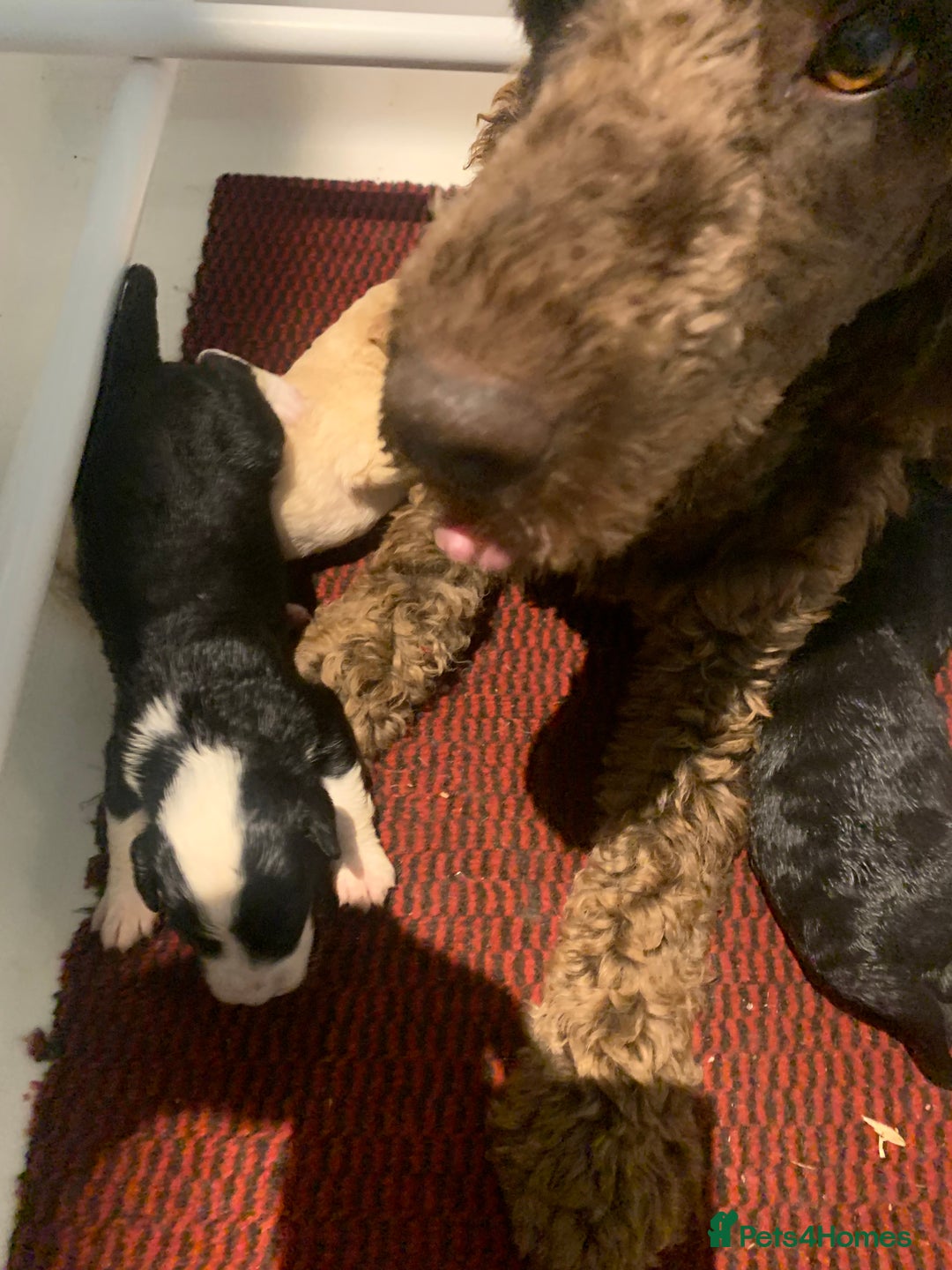 Bernedoodle dogs for sale: Midi Medium Bernedoodle Puppies  - Image 11