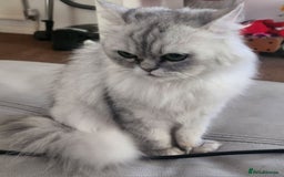 British Longhair cats for sale: Chinchilla cat - Image 4