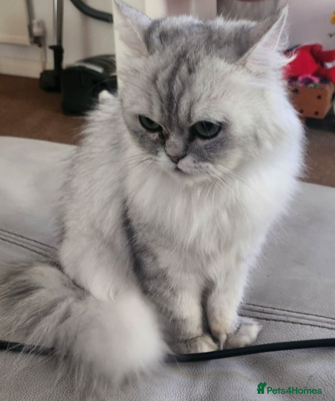 British Longhair cats for sale: Chinchilla cat - Image 4