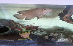 Cichlids fish for sale: South American cichlids all must go! - Image 3