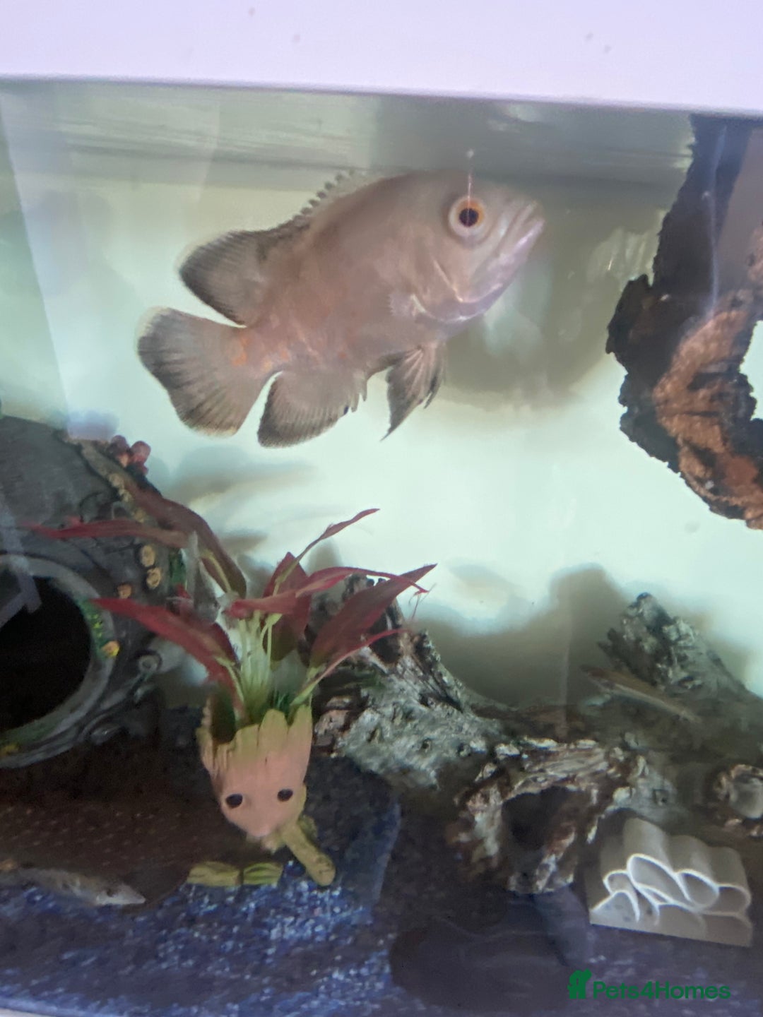 Cichlids fish for sale: South American cichlids all must go! - Image 3