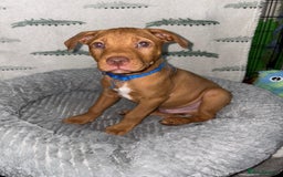 Mixed Breed dogs for sale: Beautiful pups for sale  - Image 7