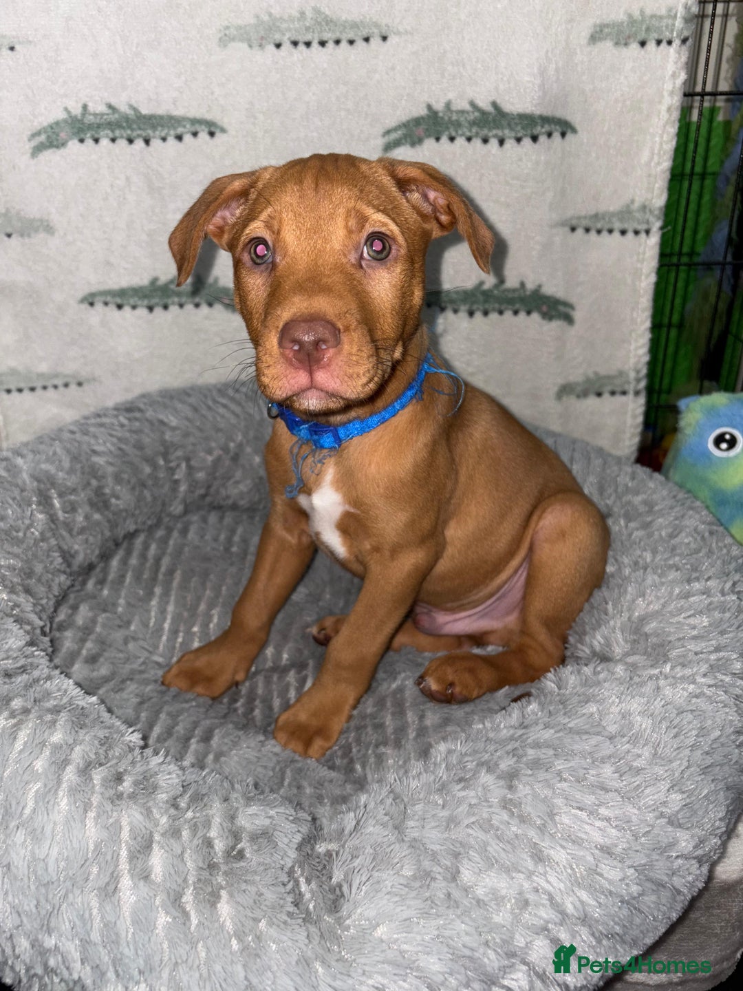 Mixed Breed dogs for sale: Beautiful pups for sale  - Image 7