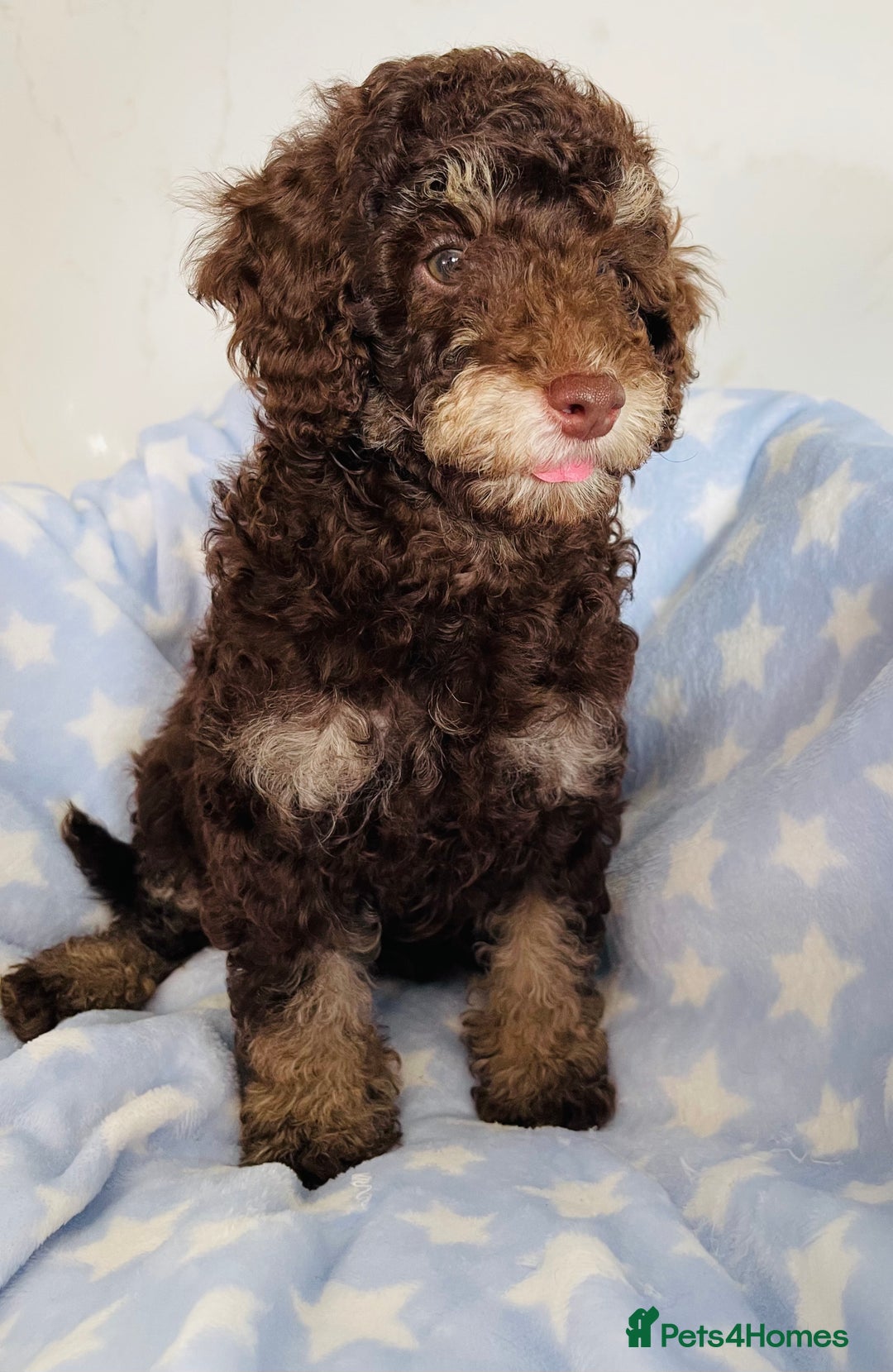 Cockapoo dogs for sale: Unique & stunning full DNA tested Cockapoo puppies - Image 8