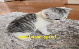 Mixed Breed cats for sale: Persian x kittens  - Image 12