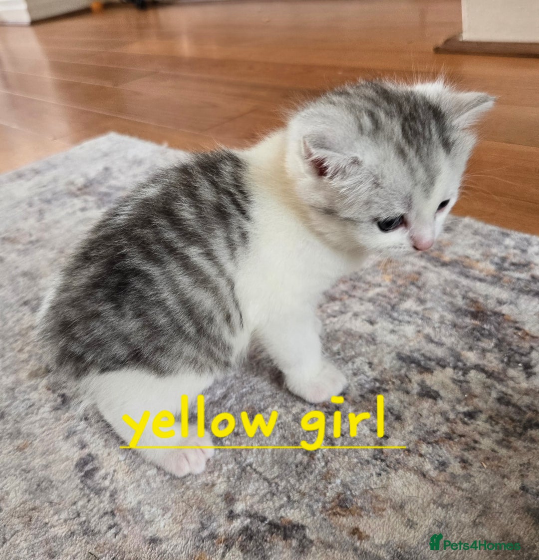 Mixed Breed cats for sale: Persian x kittens  - Image 12