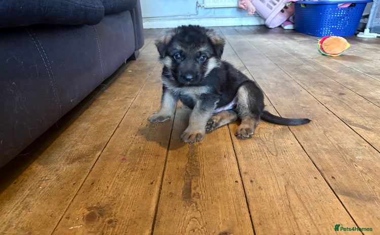 German Shepherd dogs - Advert 1