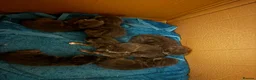 Russian Blue cats for sale: Mixed blue Russian kittens - Advert 13