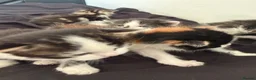 Brazilian Shorthair cats for sale: Beautiful Brazilian Shorthair kittens - Advert 7