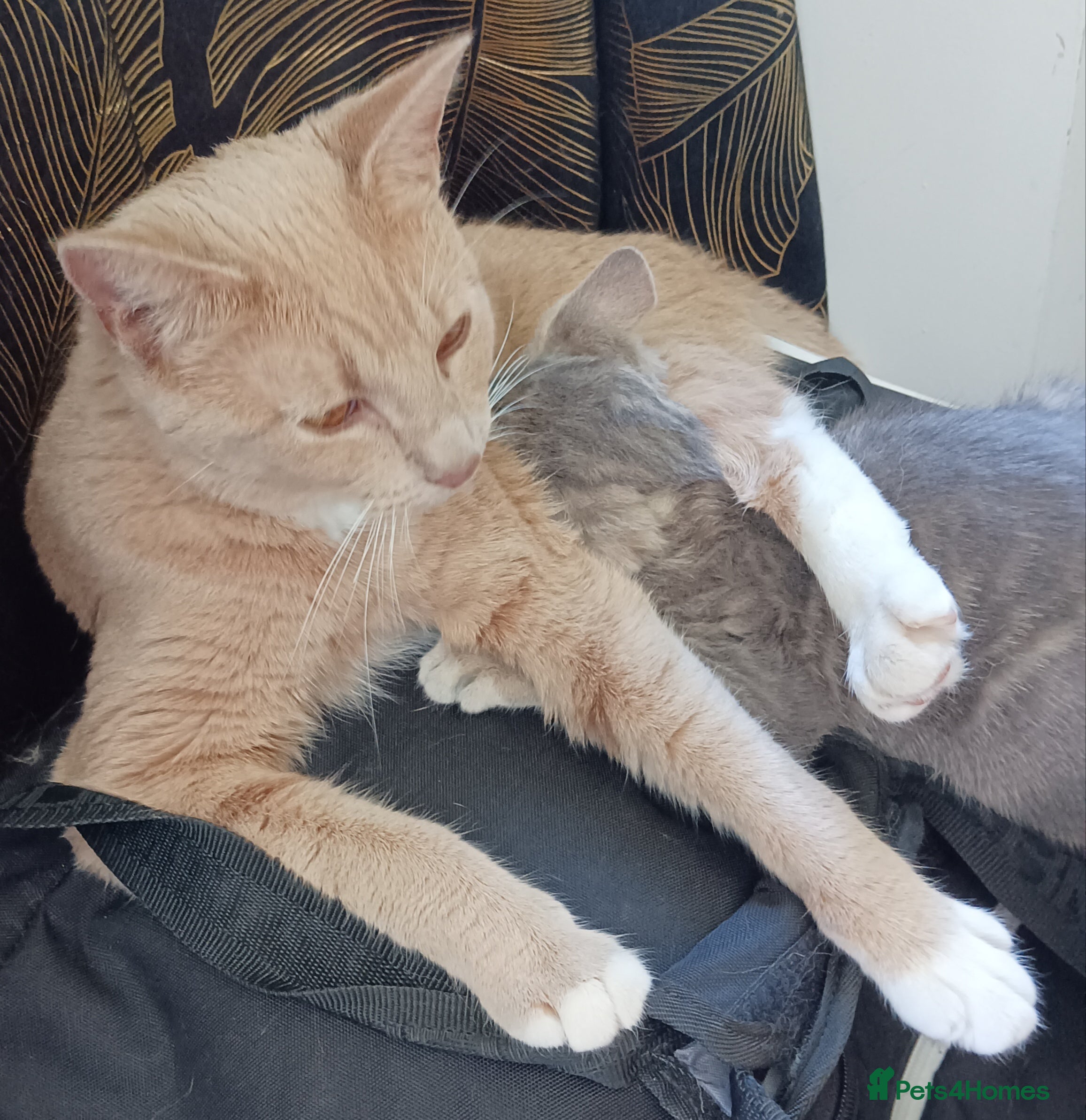 Mixed Breed cats Half Bengal kittens for sale - Advert 2