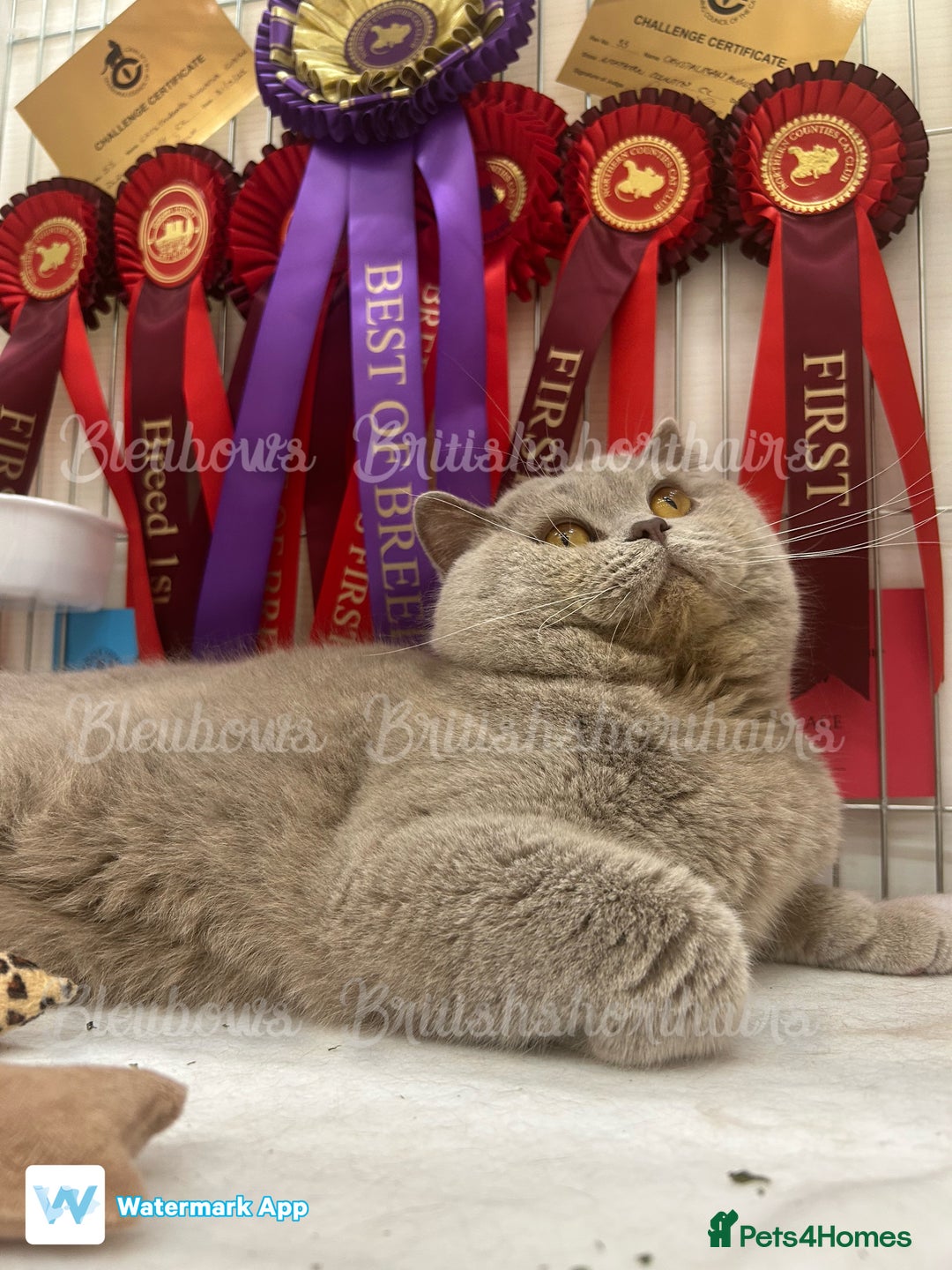 British Shorthair cats for sale: Gccf Bsh Lilac Babies - Image 10