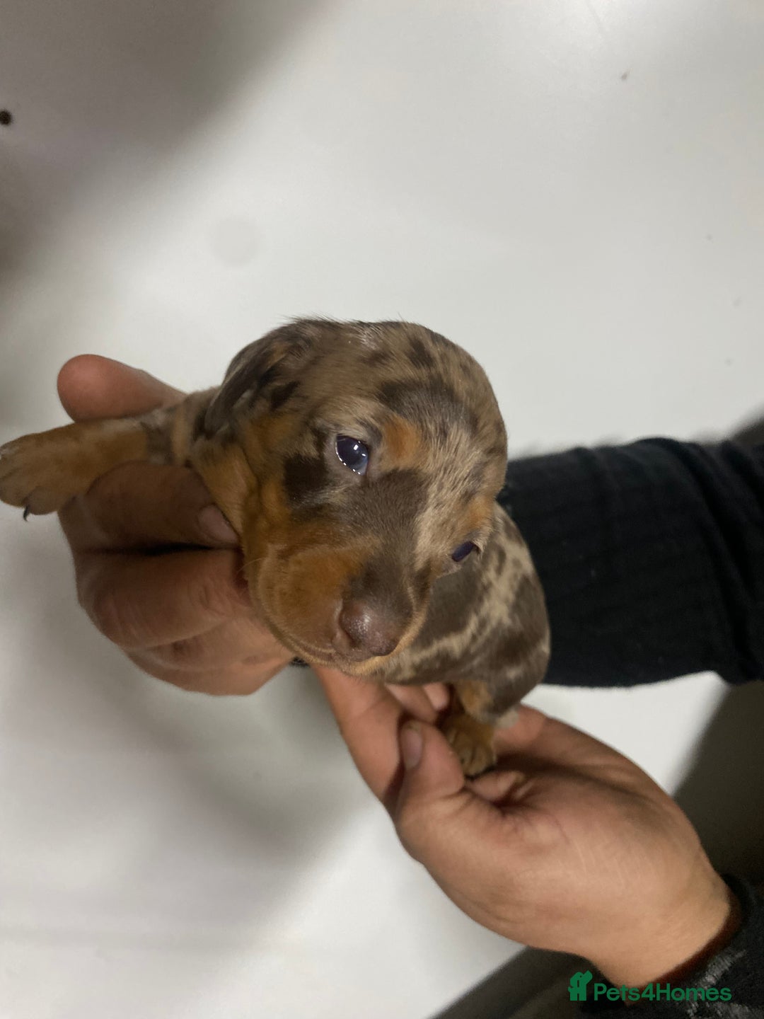 Miniature Dachshund dogs for sale: Miniature Dachshund puppies  - Advert 9