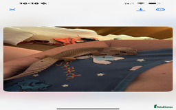 Gecko reptiles for sale: 2 leopard ghekos  - Advert 2