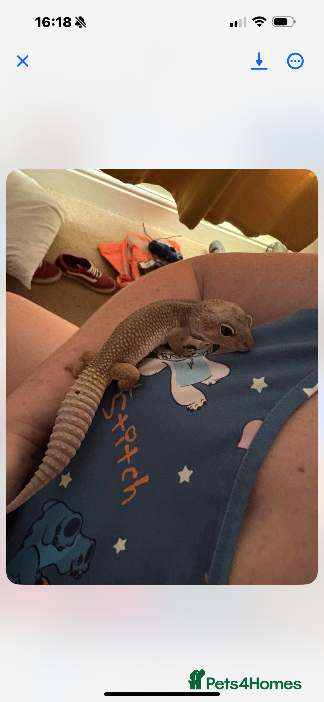 Gecko reptiles for sale: 2 leopard ghekos  - Advert 2