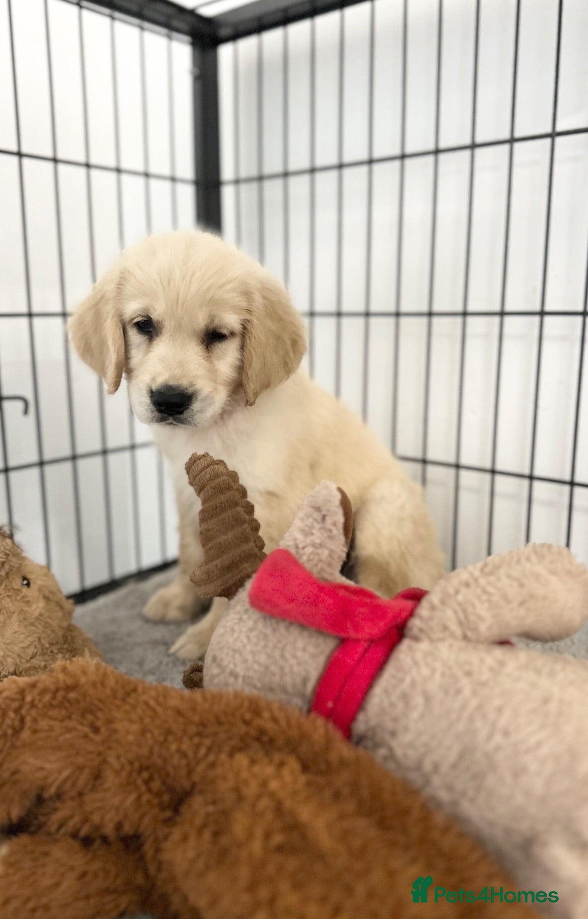 Golden Retriever dogs Quality golden retrievers  - Advert 1