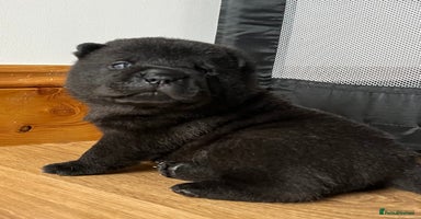 Mixed Breed dogs ChowPei Pups  - Advert 9