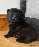 Mixed Breed dogs ChowPei Pups - Advert 9