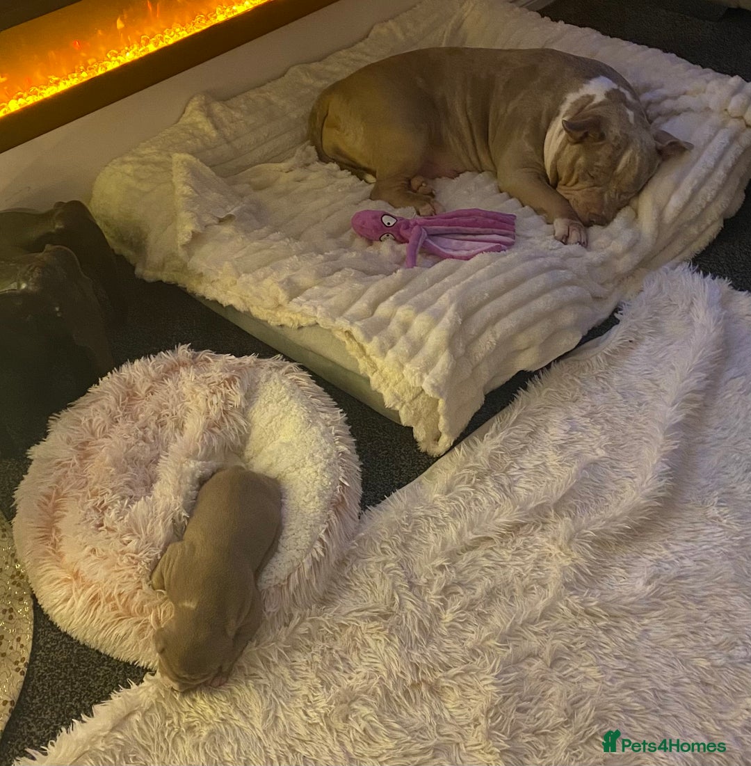 American Bully dogs for sale: American bully  - Advert 8