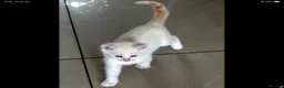 Mixed Breed cats for sale: Adorable Ragdoll x Maine Coon mix kittens  - Advert 5