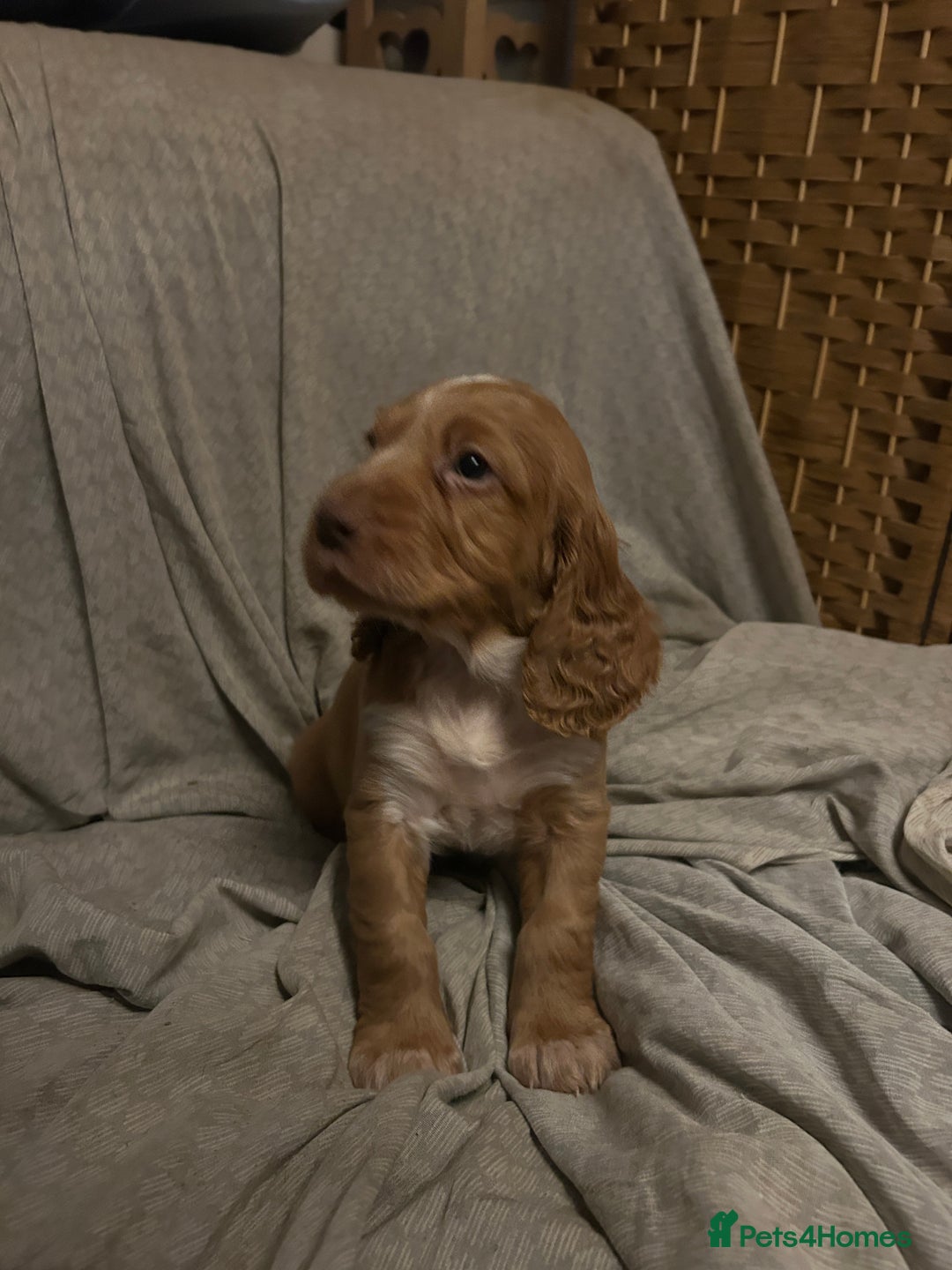 Cocker Spaniel dogs for sale: Cocker Spaniel Puppies - Advert 4