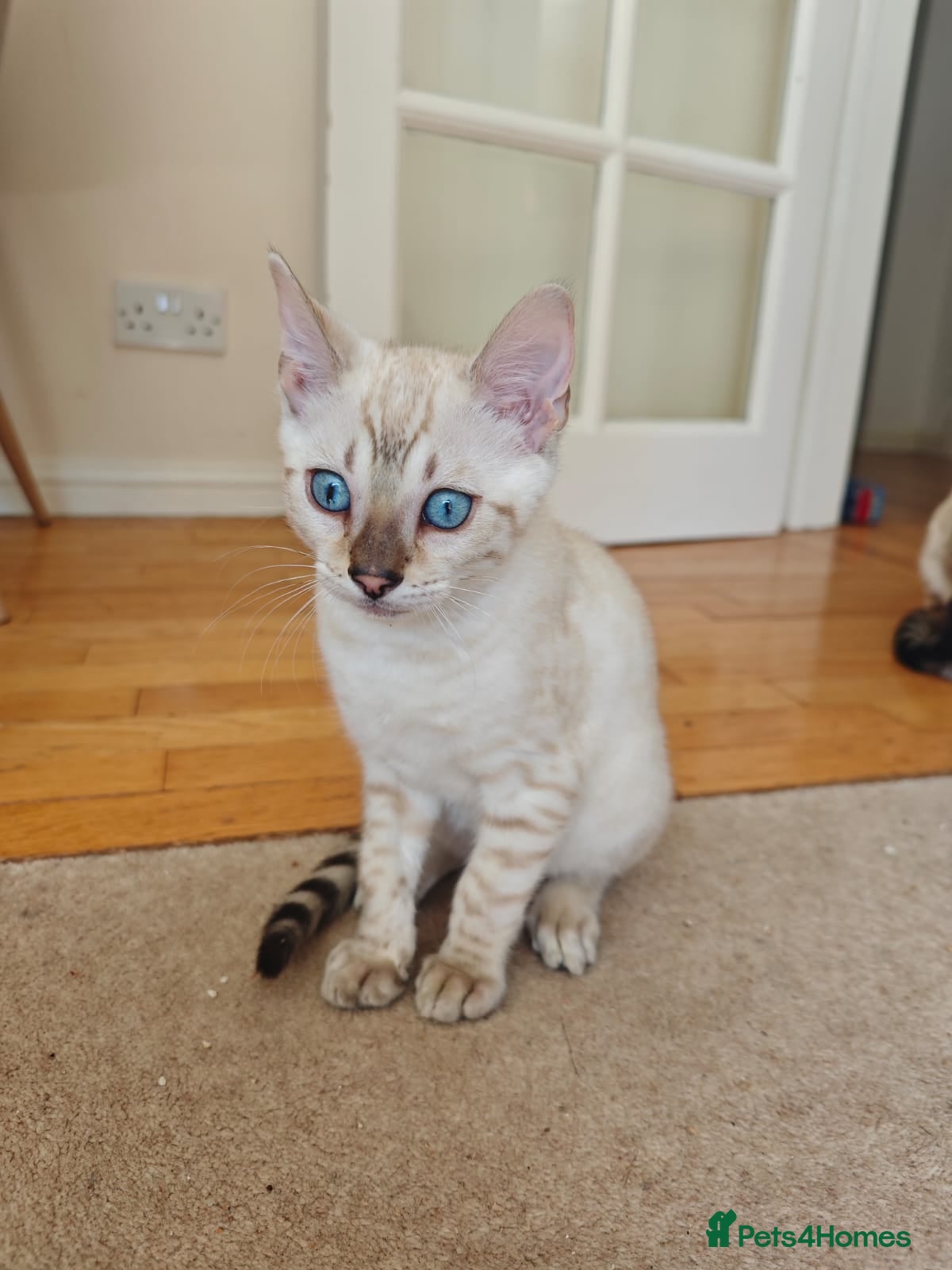 Bengal cats Pure beautiful female Bengal kitten  - Advert 8