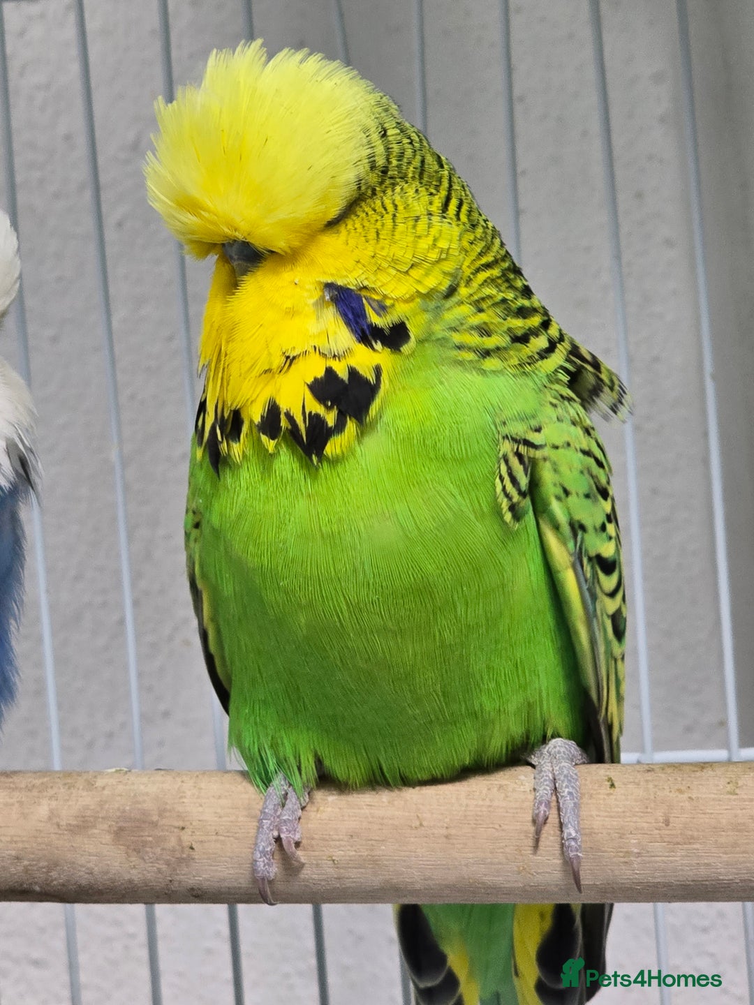 Budgerigars birds for sale: Exhibition Budgies - Advert 4