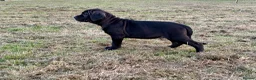 Mixed Breed dogs for sale: Cane Corso 75% x German Shepherd 25% - Advert 9