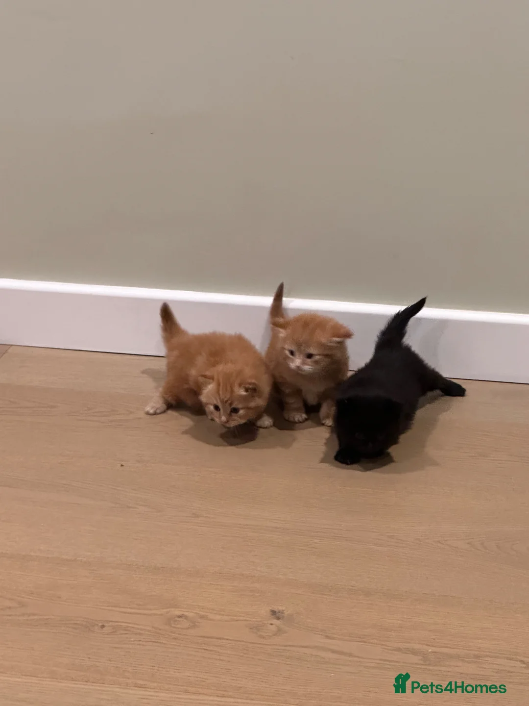 Mixed Breed cats for sale: 1 super fluffy ginger male kitten available  in Dagenham - Advert 2