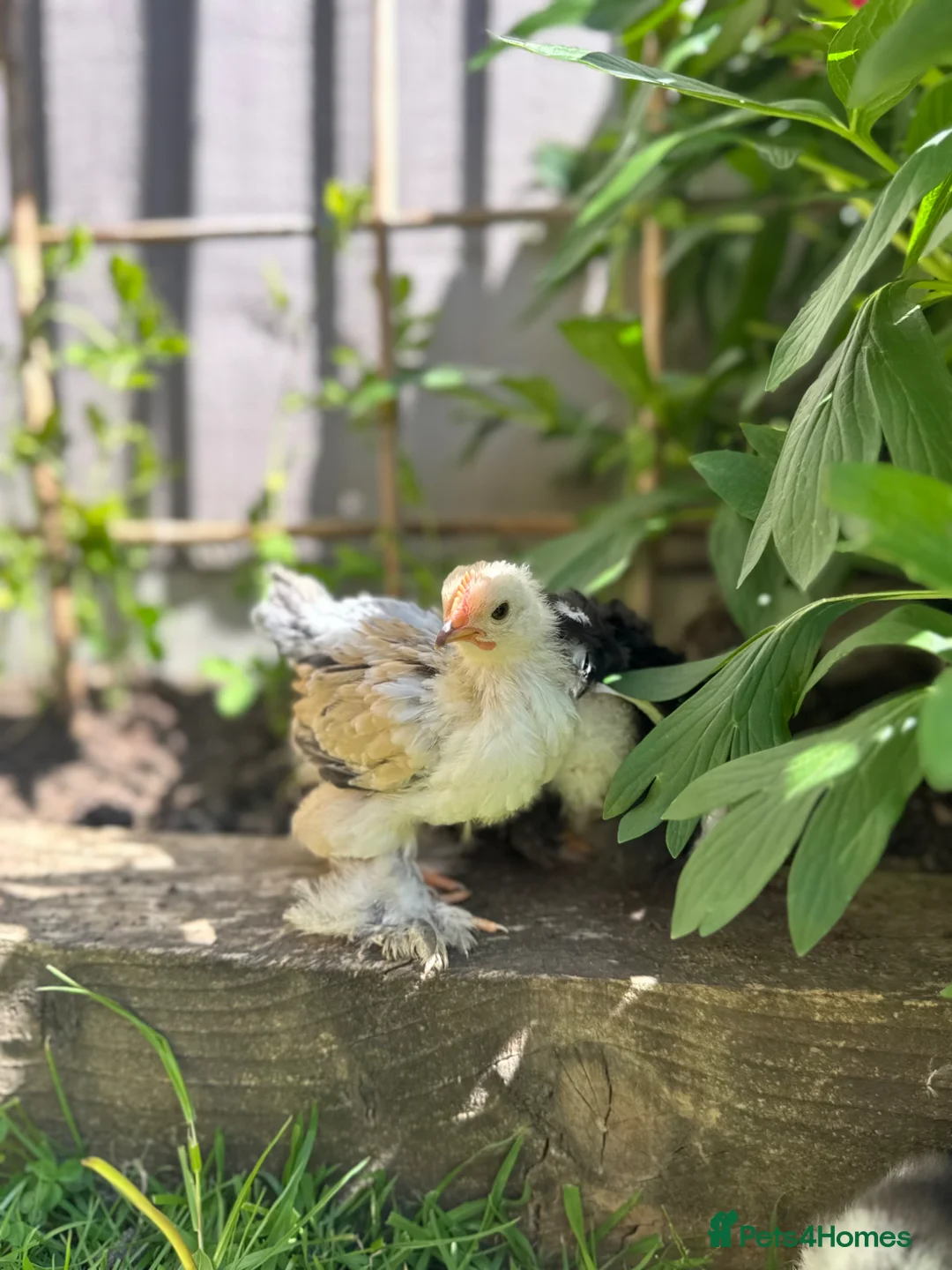 Chickens poultry for sale: Pekin Bantam Chicks  in Nottingham - Advert 1