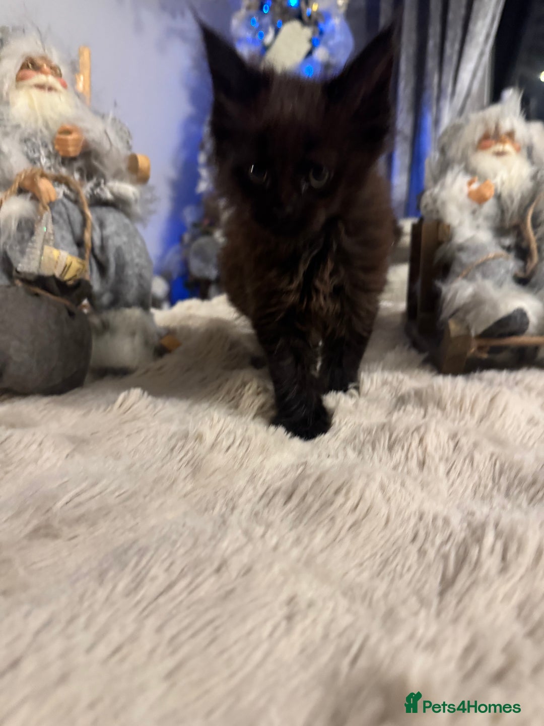 Maine Coon cats for sale: Exceptional Mainecoon Cubs 3 left - Advert 8