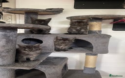 Maine Coon cats for sale: Pure Pedigree Maine Coon kittens | Black Smoke | - Image 5