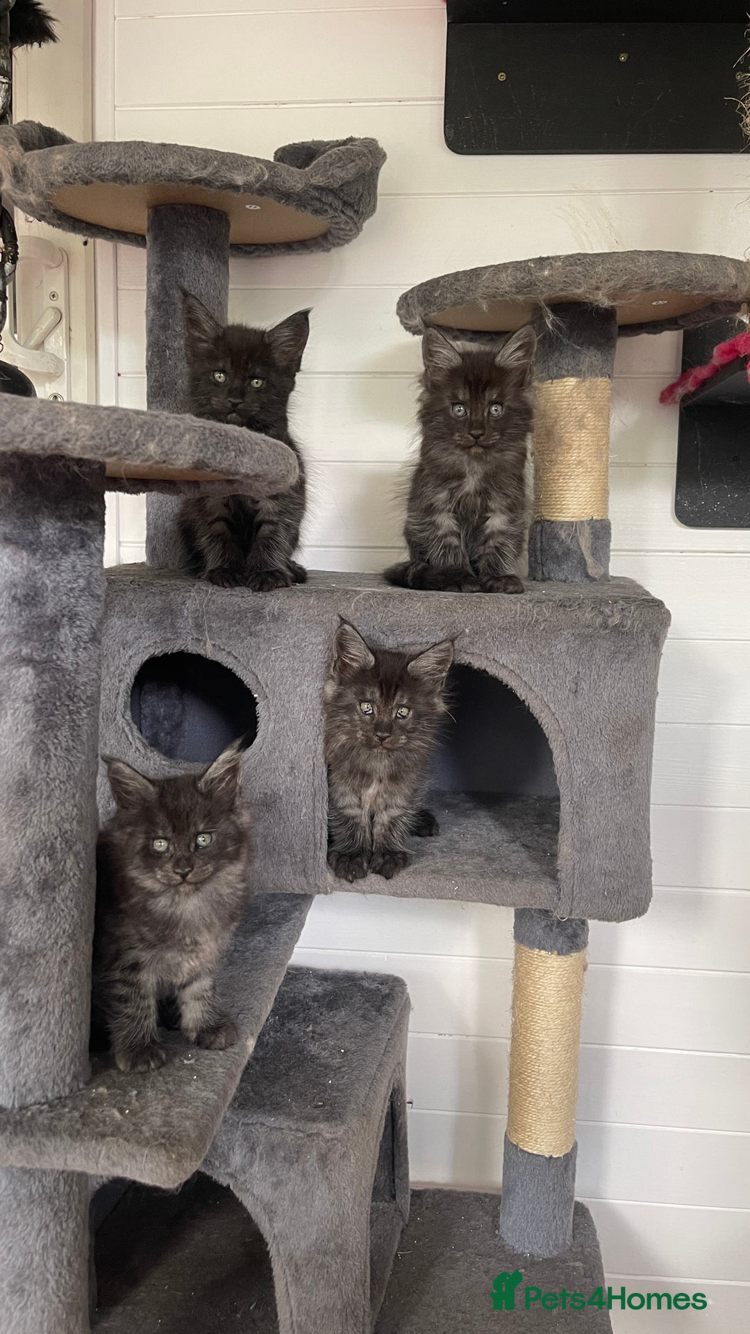 Maine Coon cats for sale: Pure Pedigree Maine Coon kittens | Black Smoke | - Image 5
